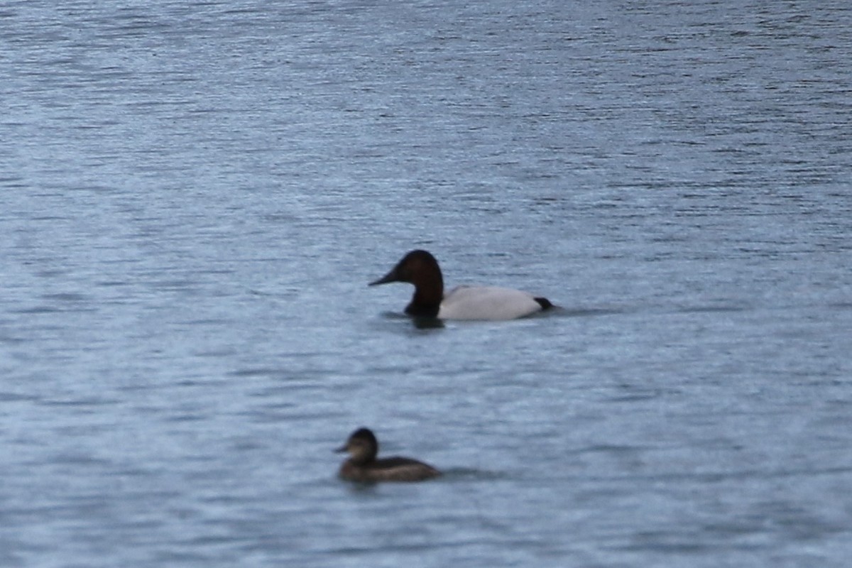 Canvasback - ML613201190