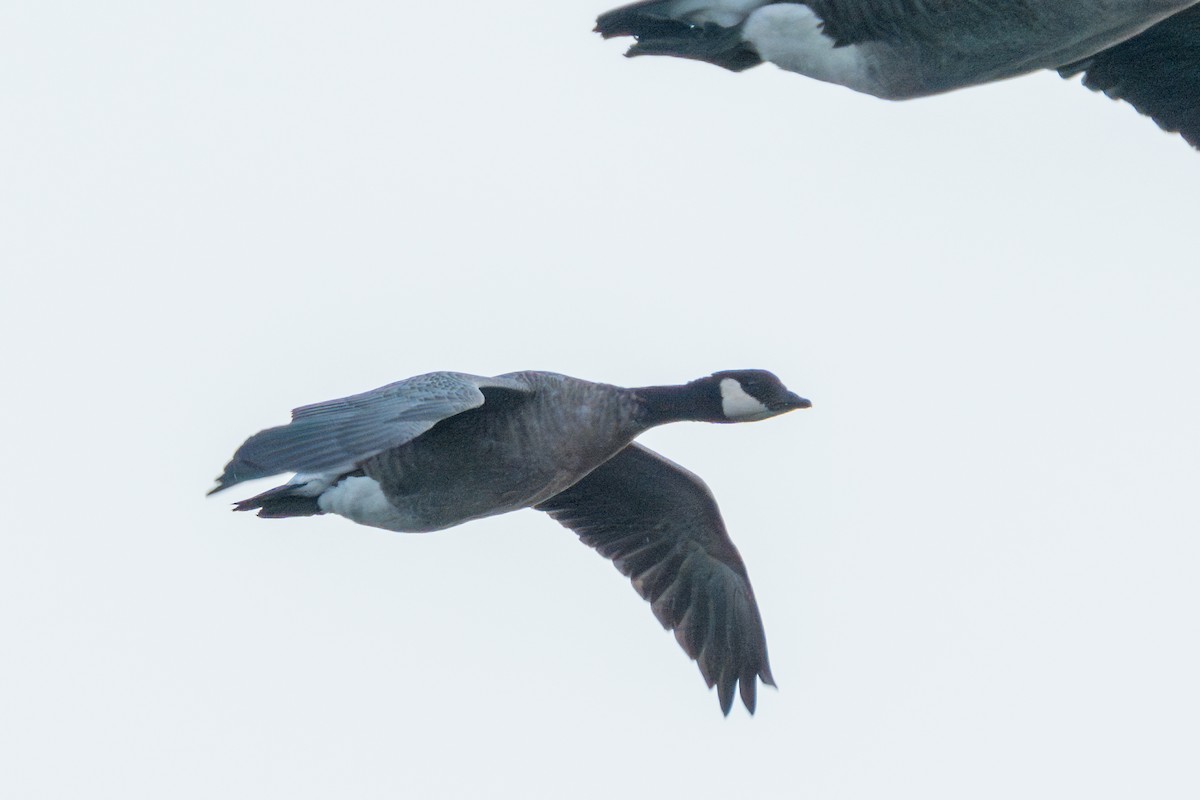 Cackling Goose - ML613201210