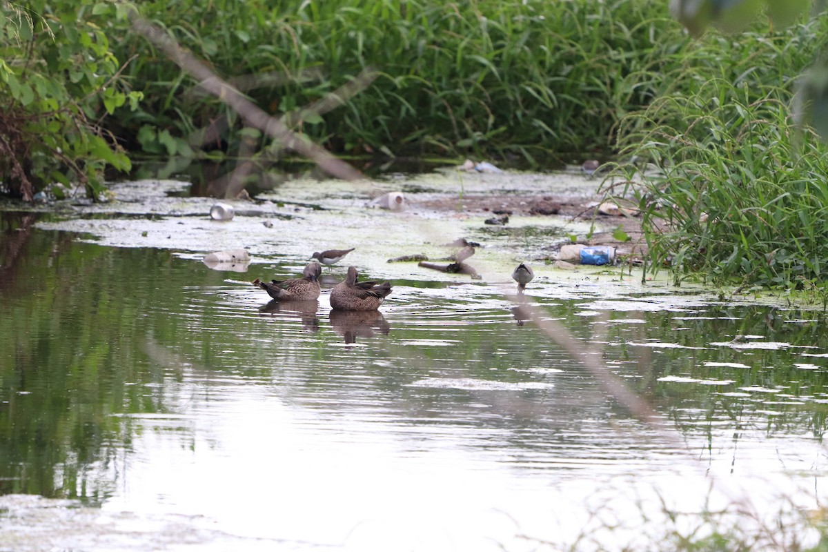 Blue-winged Teal - ML613201227