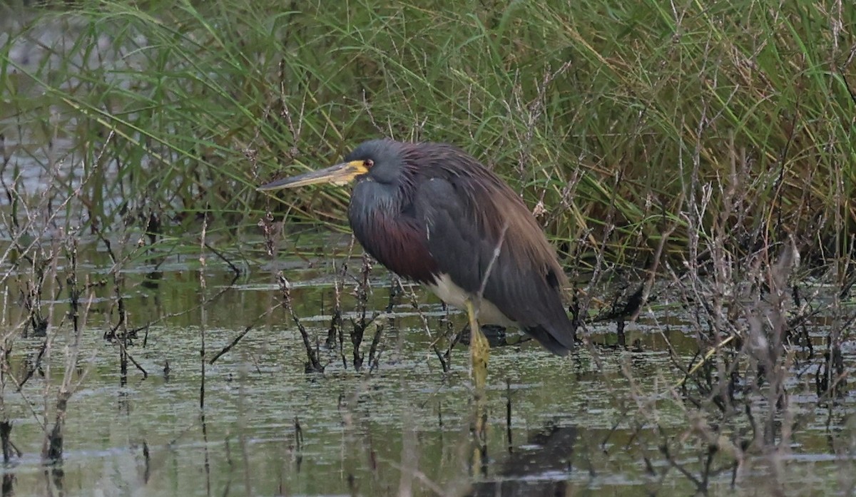 Tricolored Heron - Gregory Hamlin