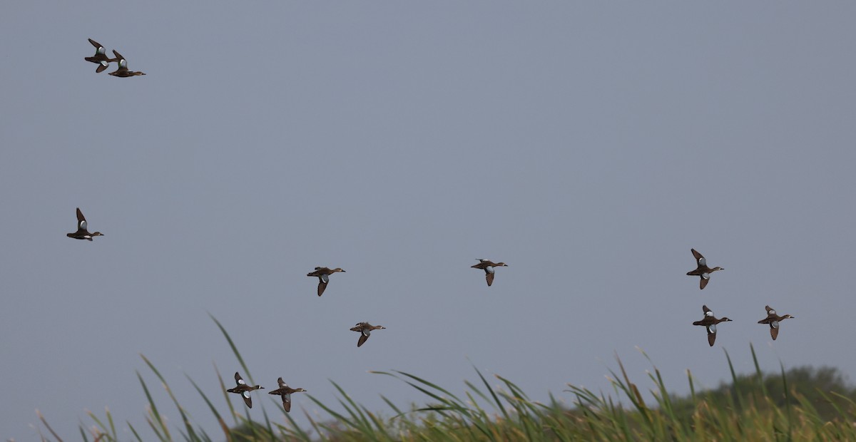 Blue-winged Teal - ML613201279