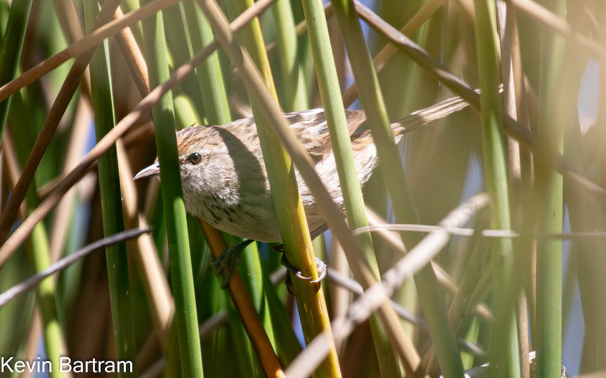 Little Grassbird - Kevin Bartram