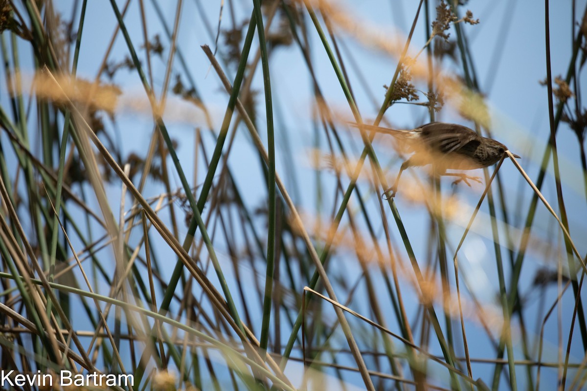 Little Grassbird - Kevin Bartram