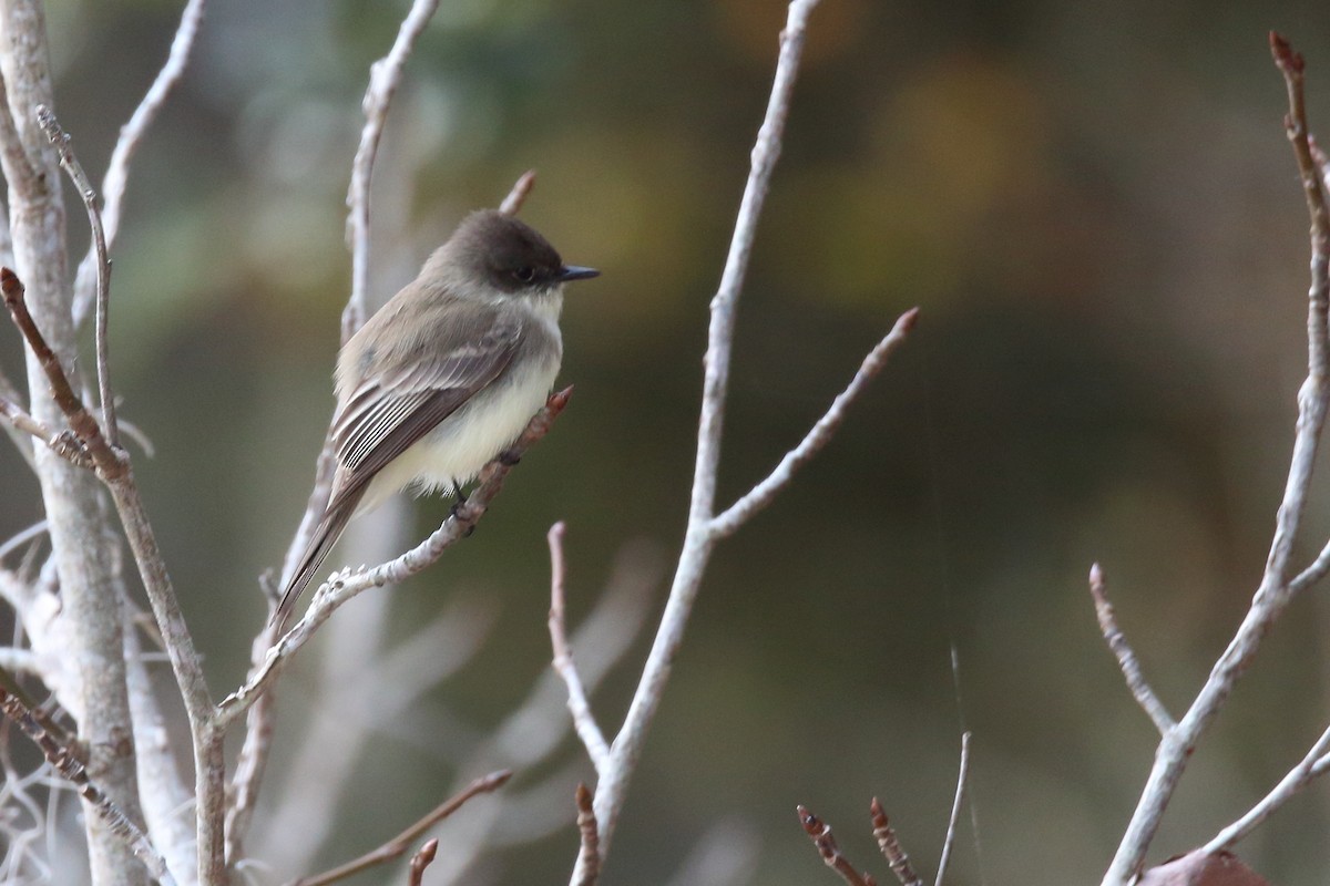 Eastern Phoebe - Robert Gonzalez