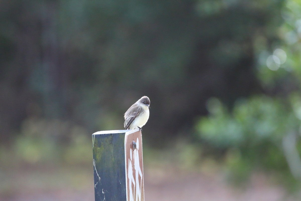 Eastern Phoebe - ML613201347