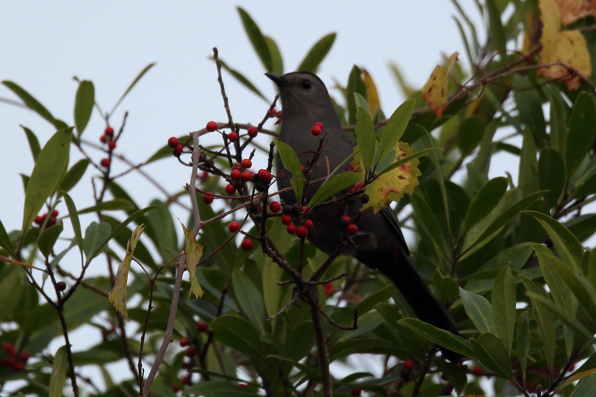 Gray Catbird - ML613201355