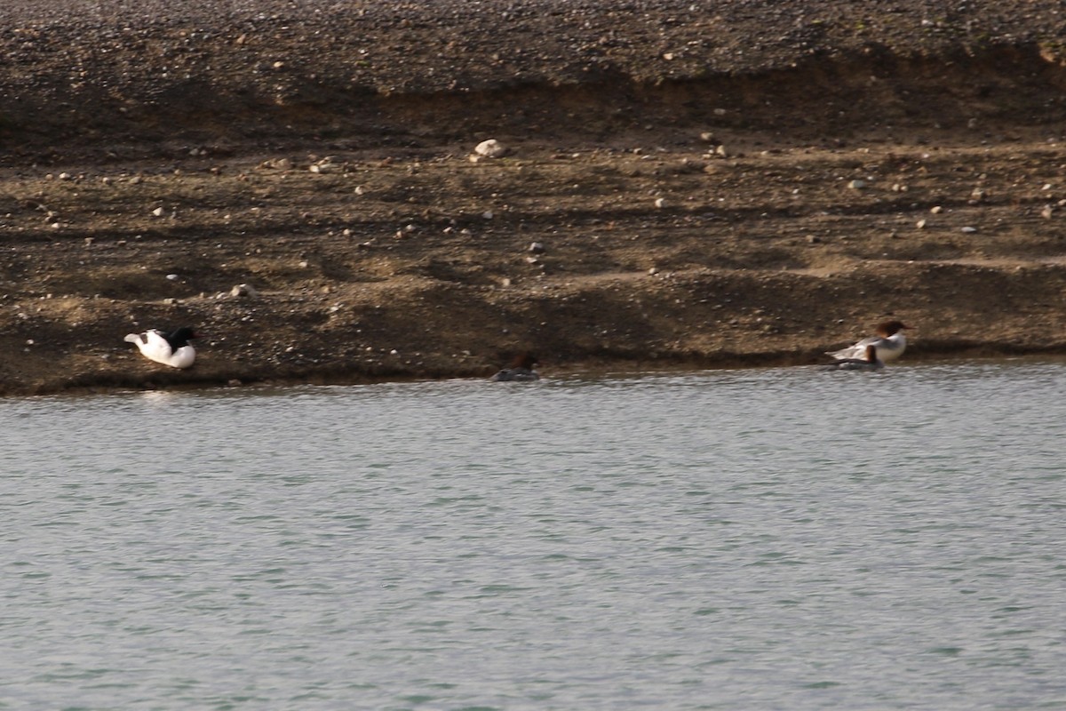 Common Merganser - Roger Woodruff