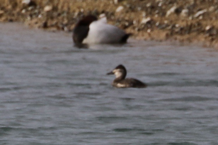 Ruddy Duck - ML613201380