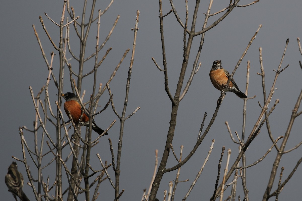 American Robin - Roger Woodruff