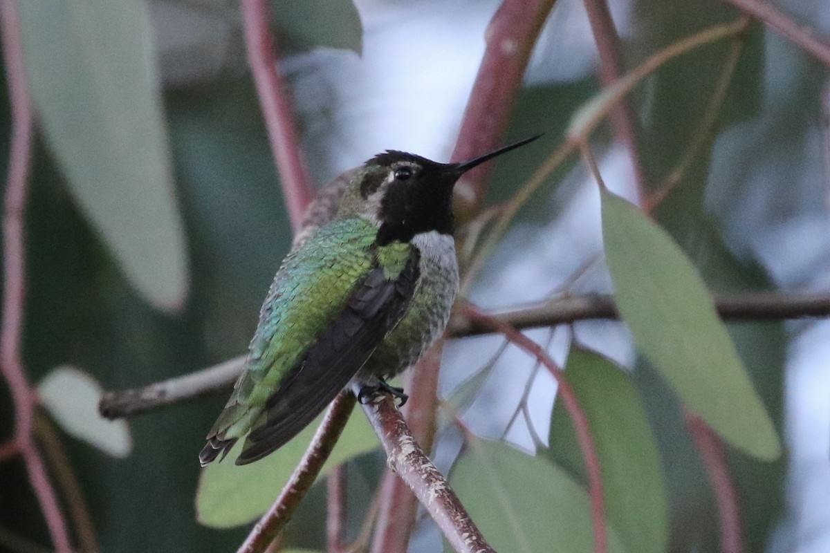 Anna's Hummingbird - ML613201445