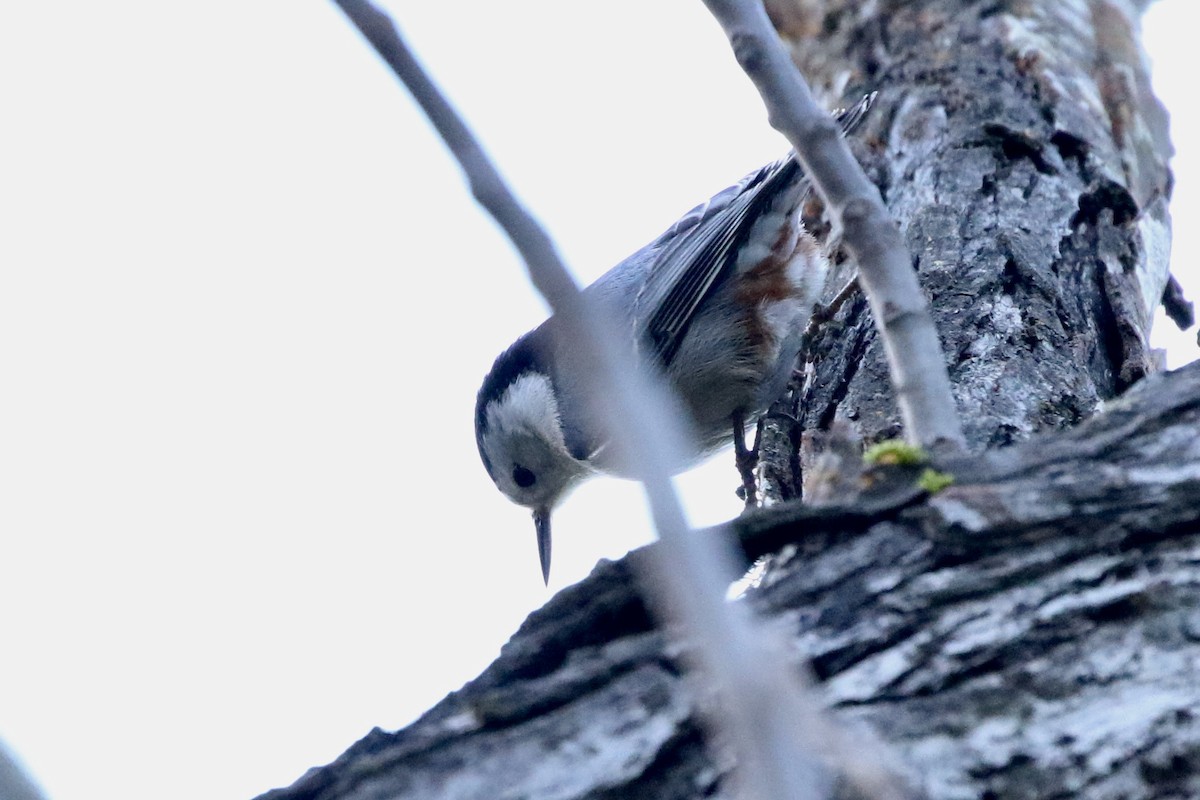 White-breasted Nuthatch - ML613201505