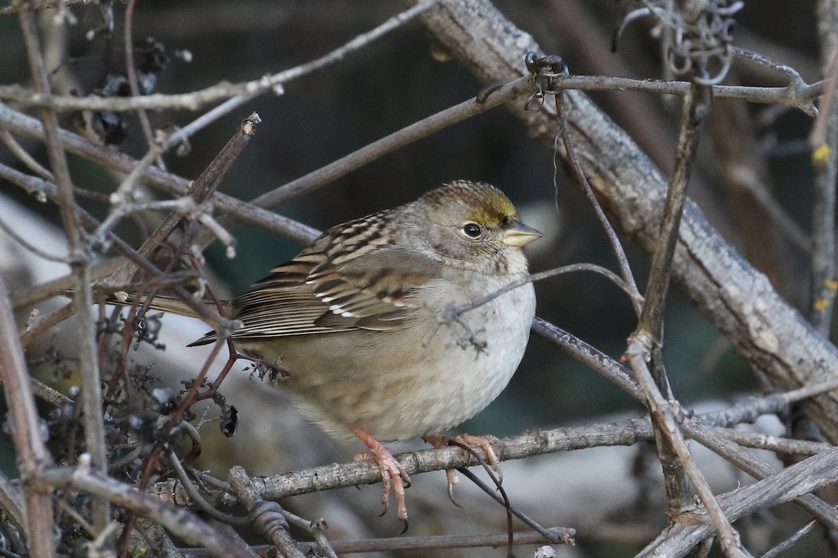 Golden-crowned Sparrow - ML613201524