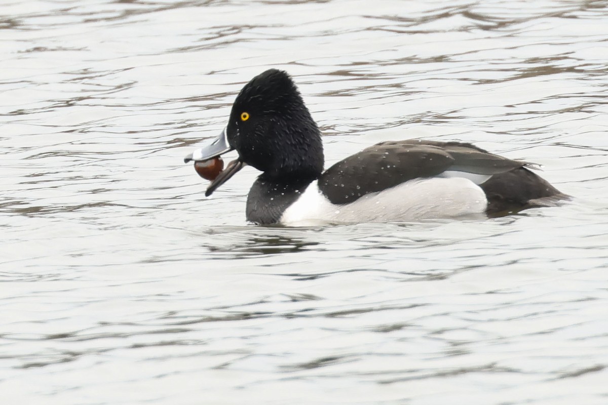 Ring-necked Duck - Mary Thurmond