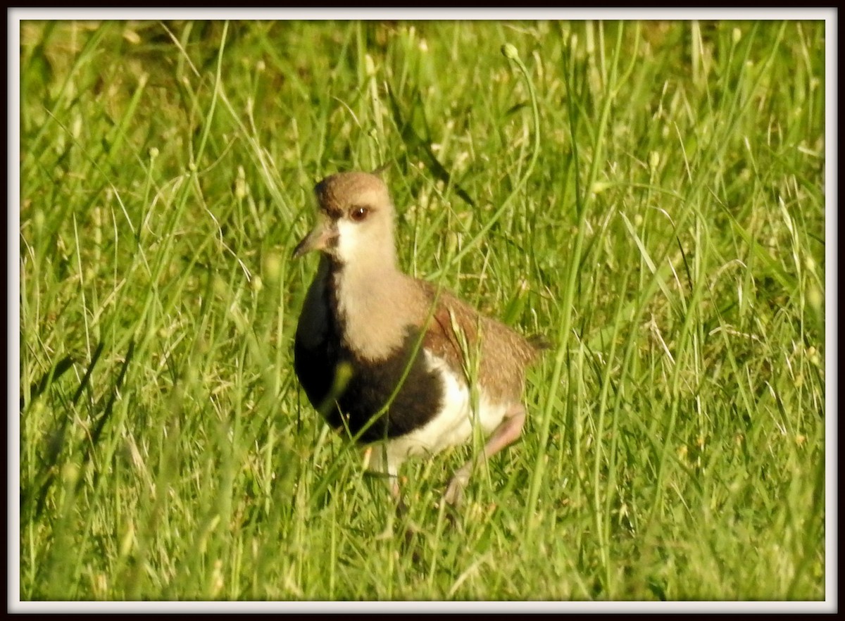 Southern Lapwing - Margarita  Cervio