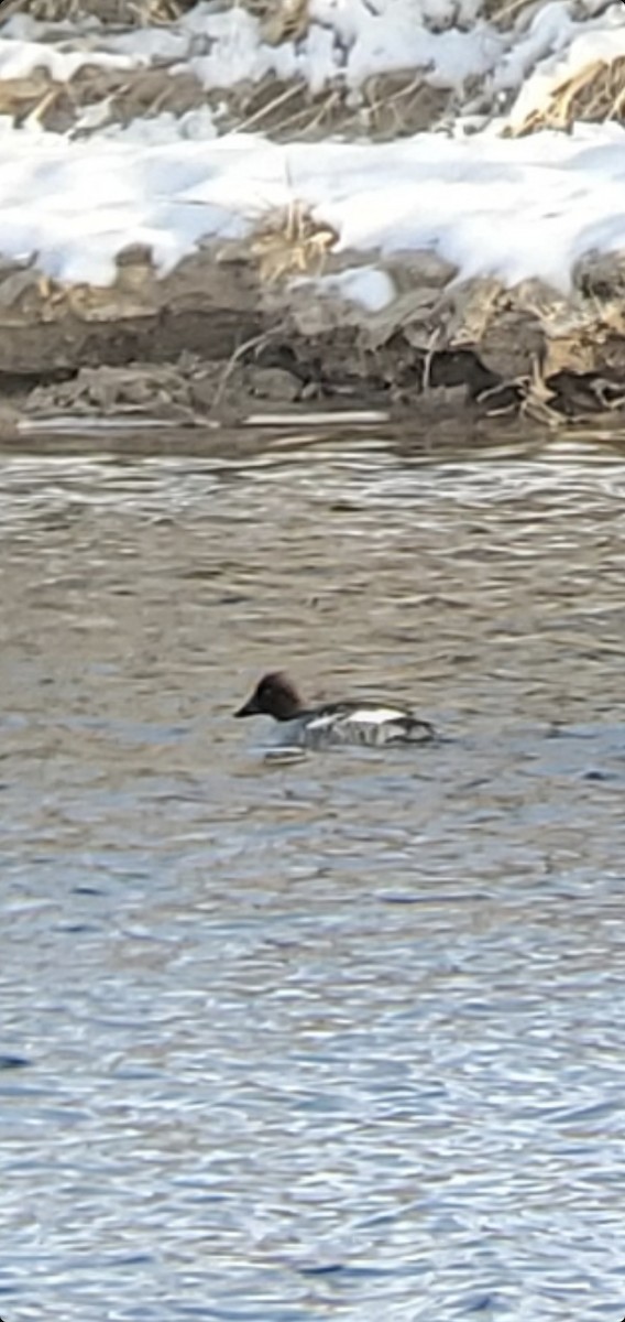 Common Goldeneye - ML613201583