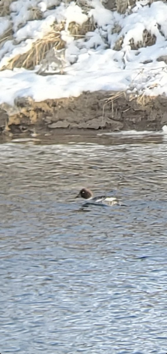 Common Goldeneye - ML613201584