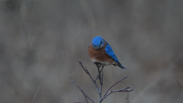 Eastern Bluebird - ML613201590