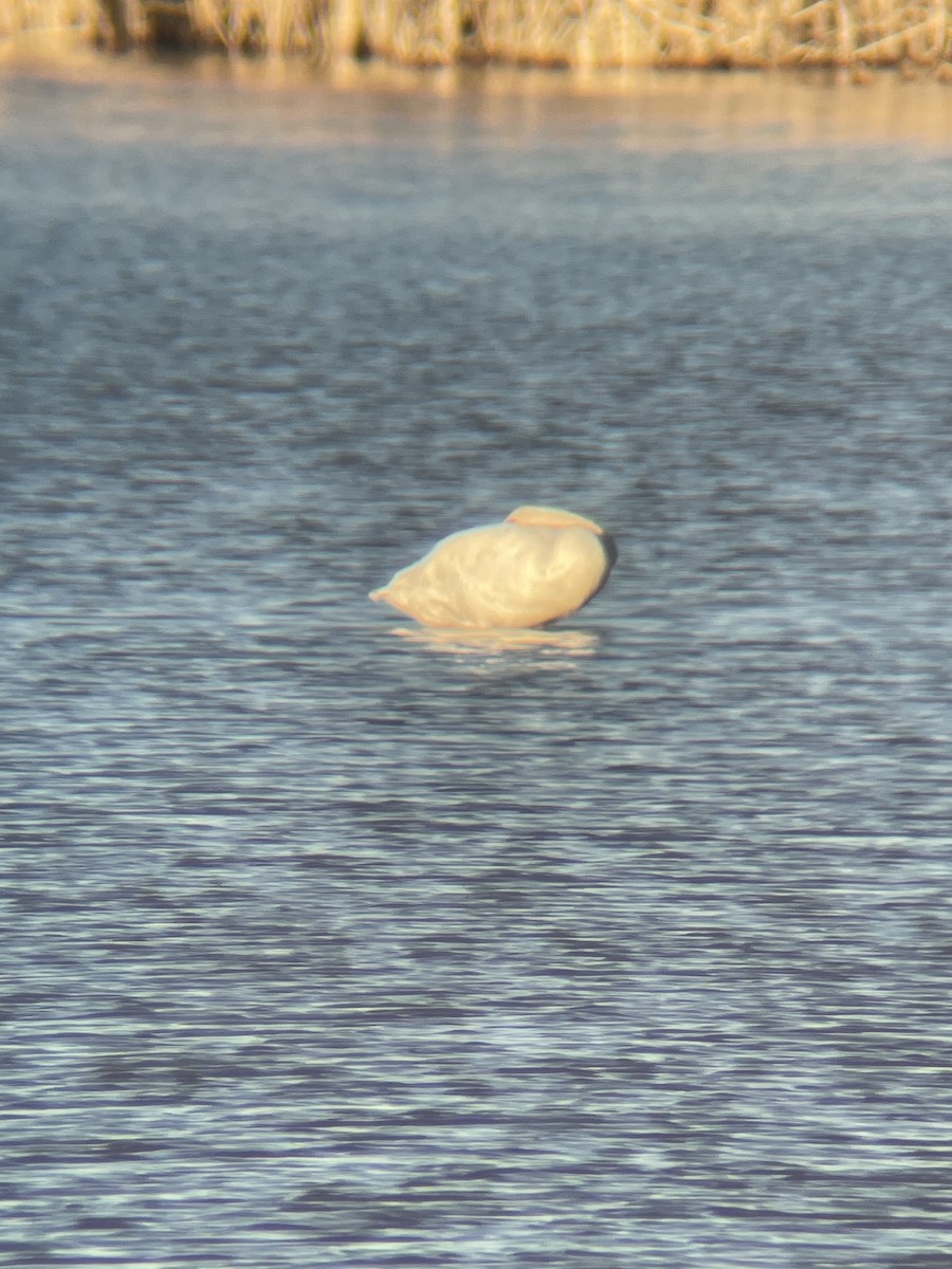 Trumpeter Swan - Andrew Blair