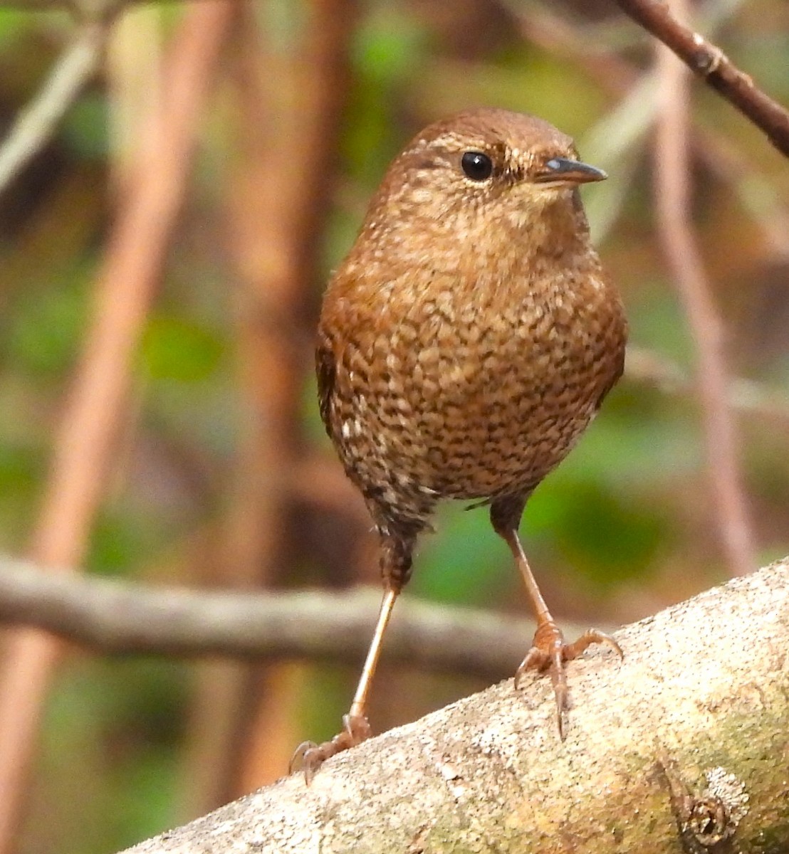 Winter Wren - ML613201712