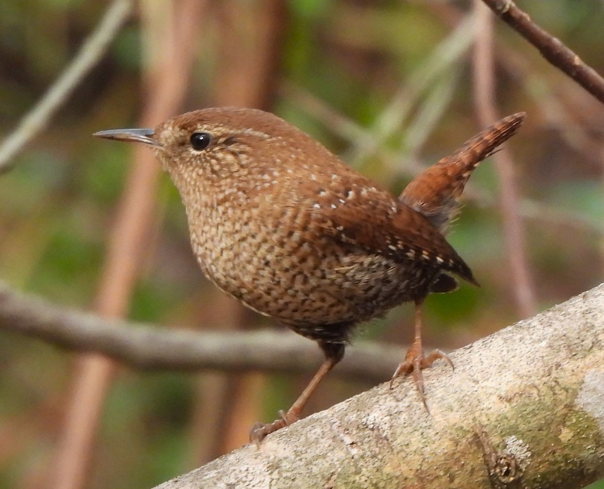 Winter Wren - ML613201713