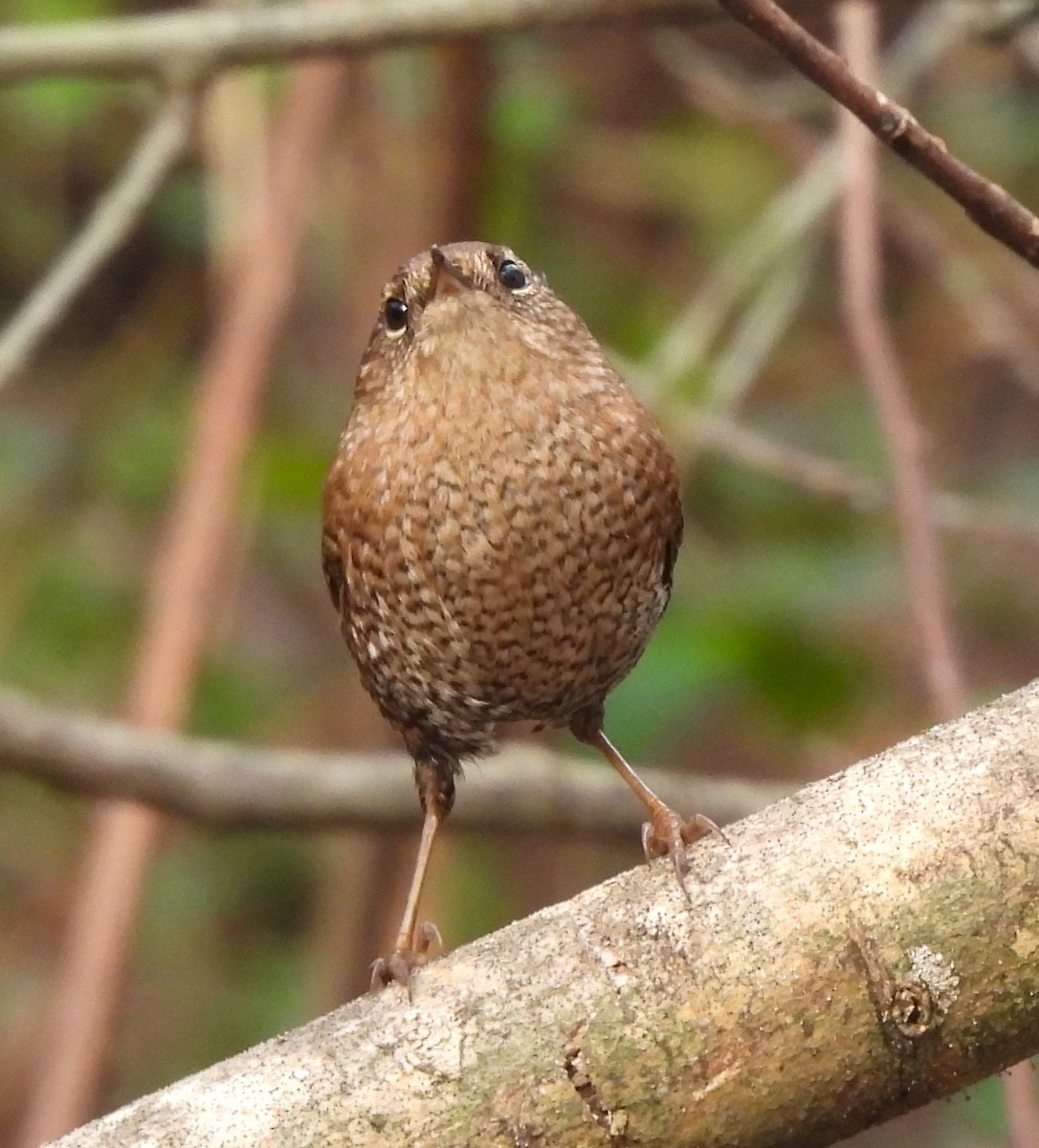 Winter Wren - ML613201714