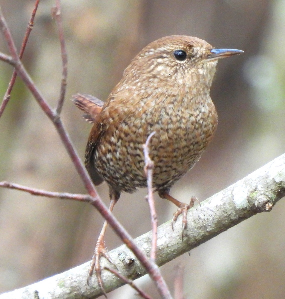 Winter Wren - ML613201715