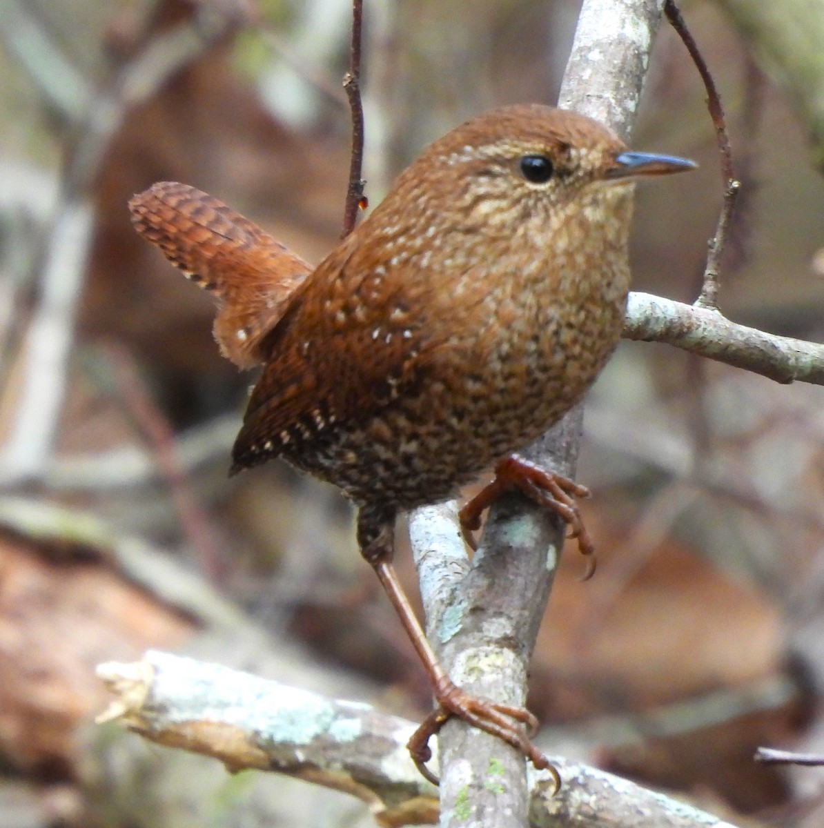 Winter Wren - ML613201716