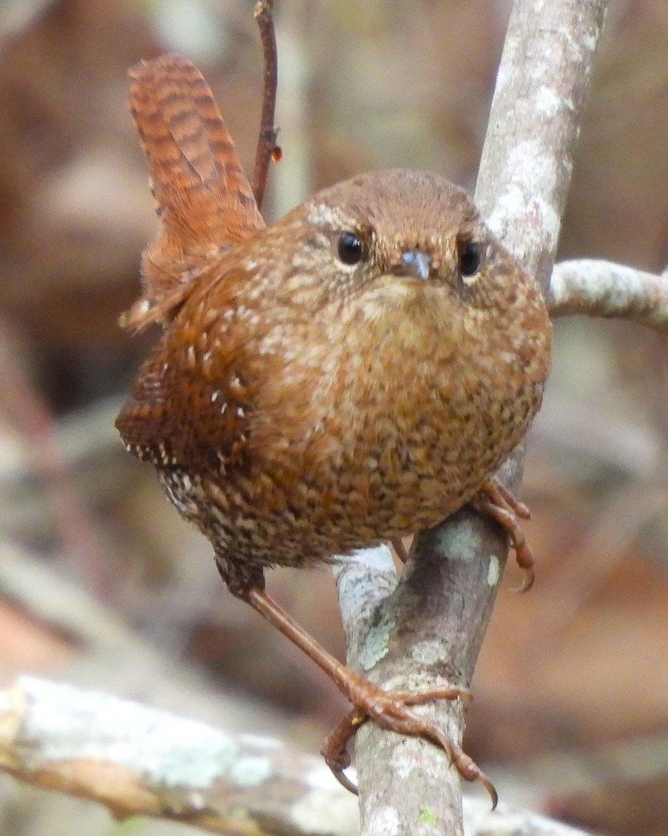 Winter Wren - ML613201717