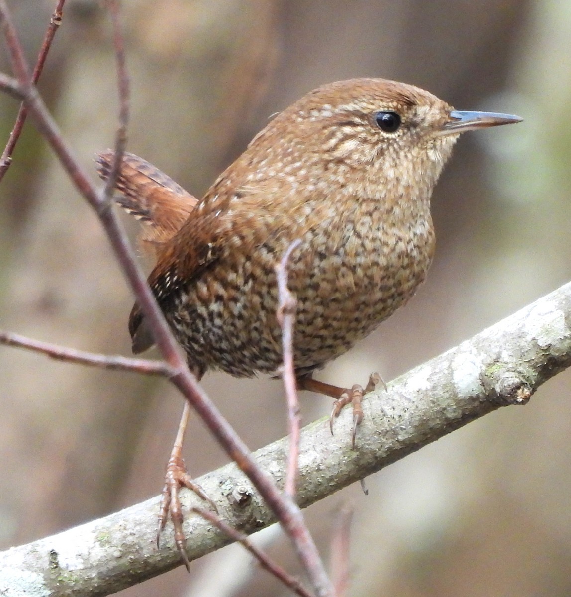 Winter Wren - ML613201718