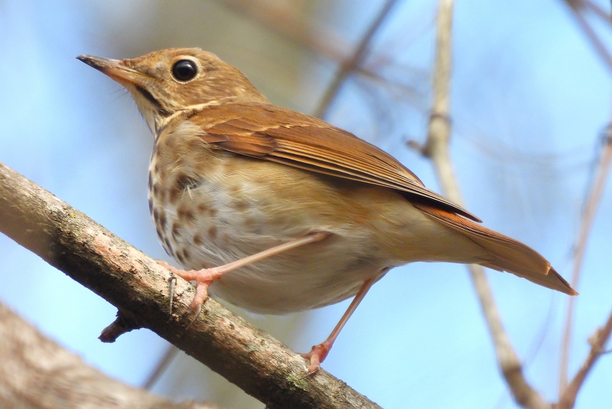 Hermit Thrush - ML613201723