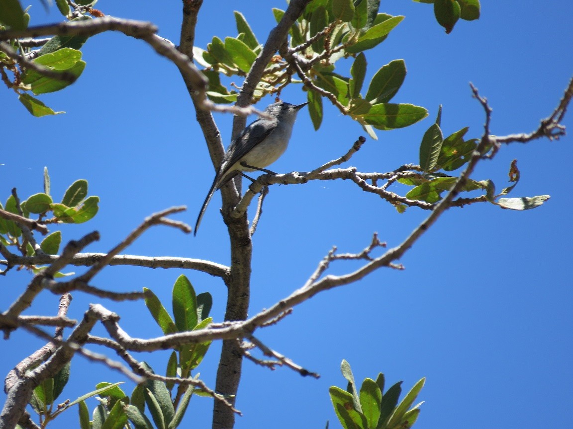 Black-tailed Gnatcatcher - ML61320191