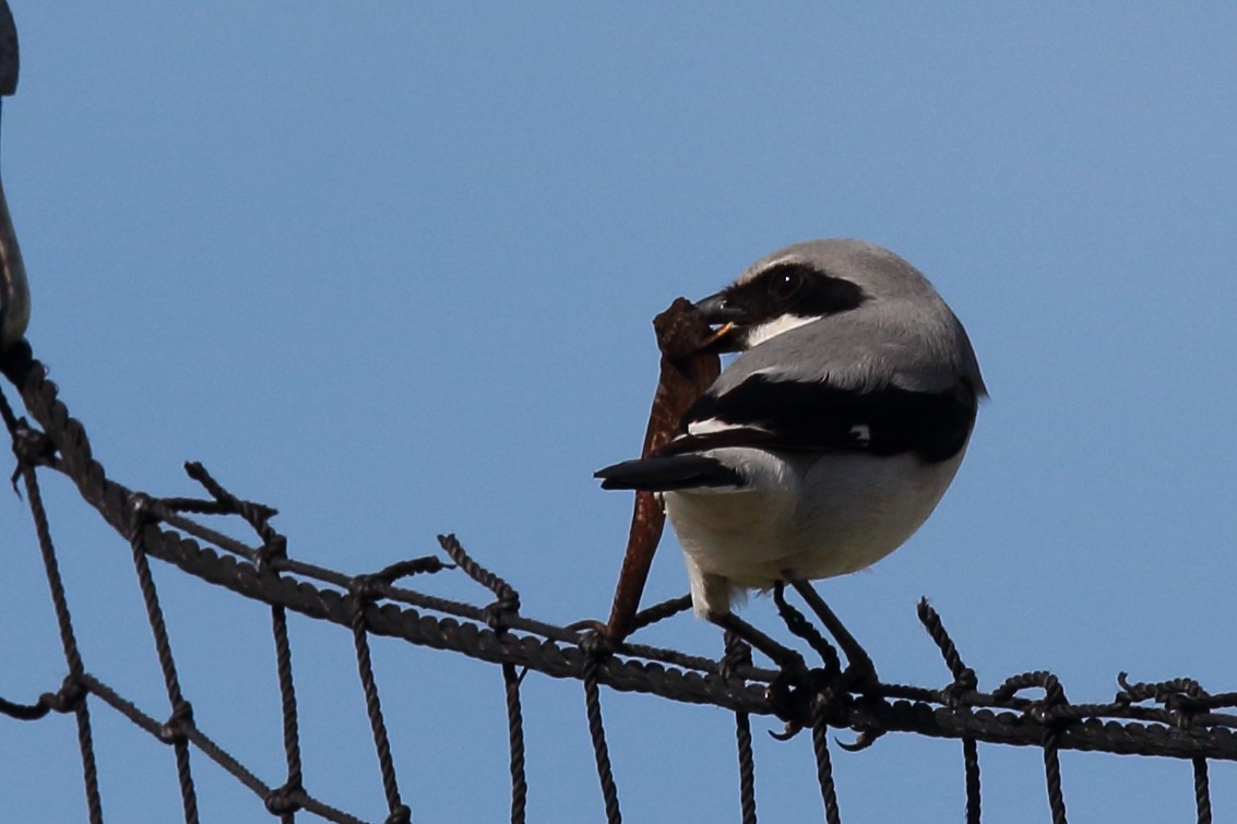 Loggerhead Shrike - ML613201942