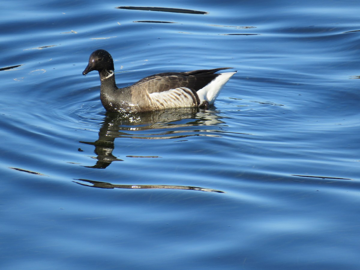 Brant - ML613202104