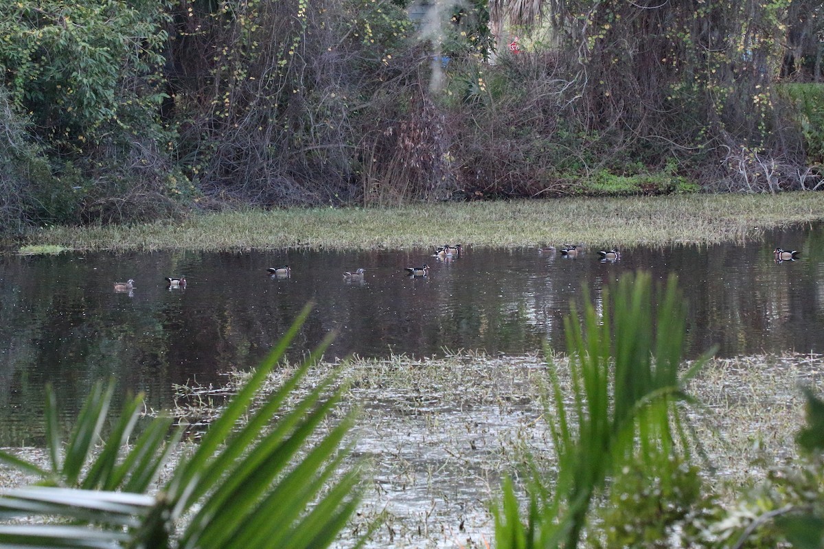 Wood Duck - ML613202119