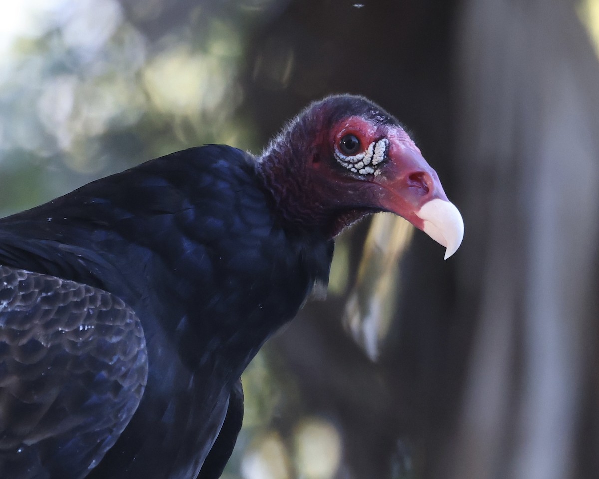 Turkey Vulture - Glenn and Ellen Peterson