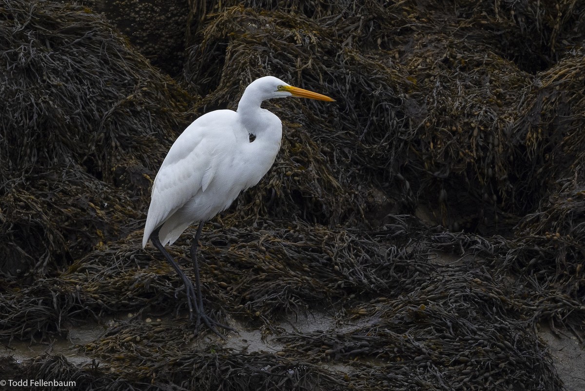 Great Egret - Todd Fellenbaum