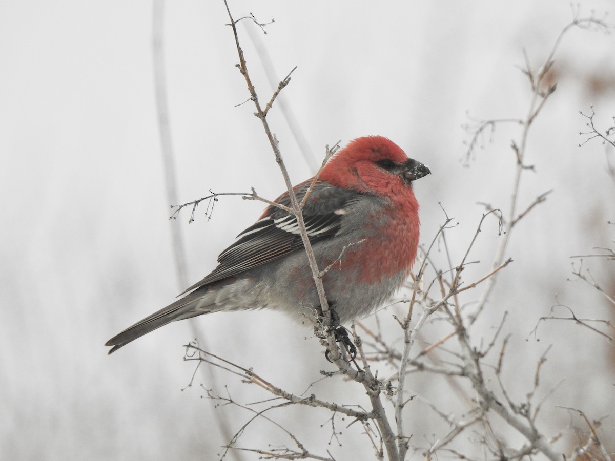 Pine Grosbeak - ML613202164