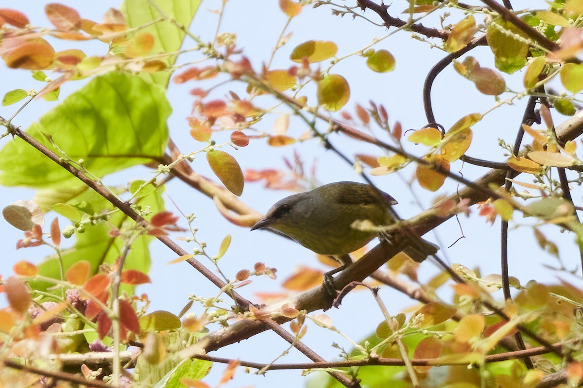 Javan Gray-throated White-eye - ML613202166