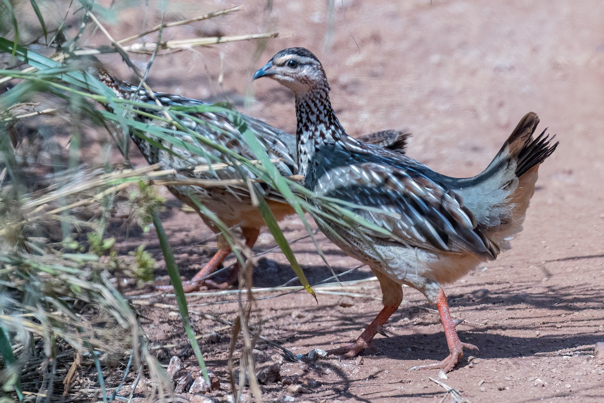 Crested Francolin - ML613202205