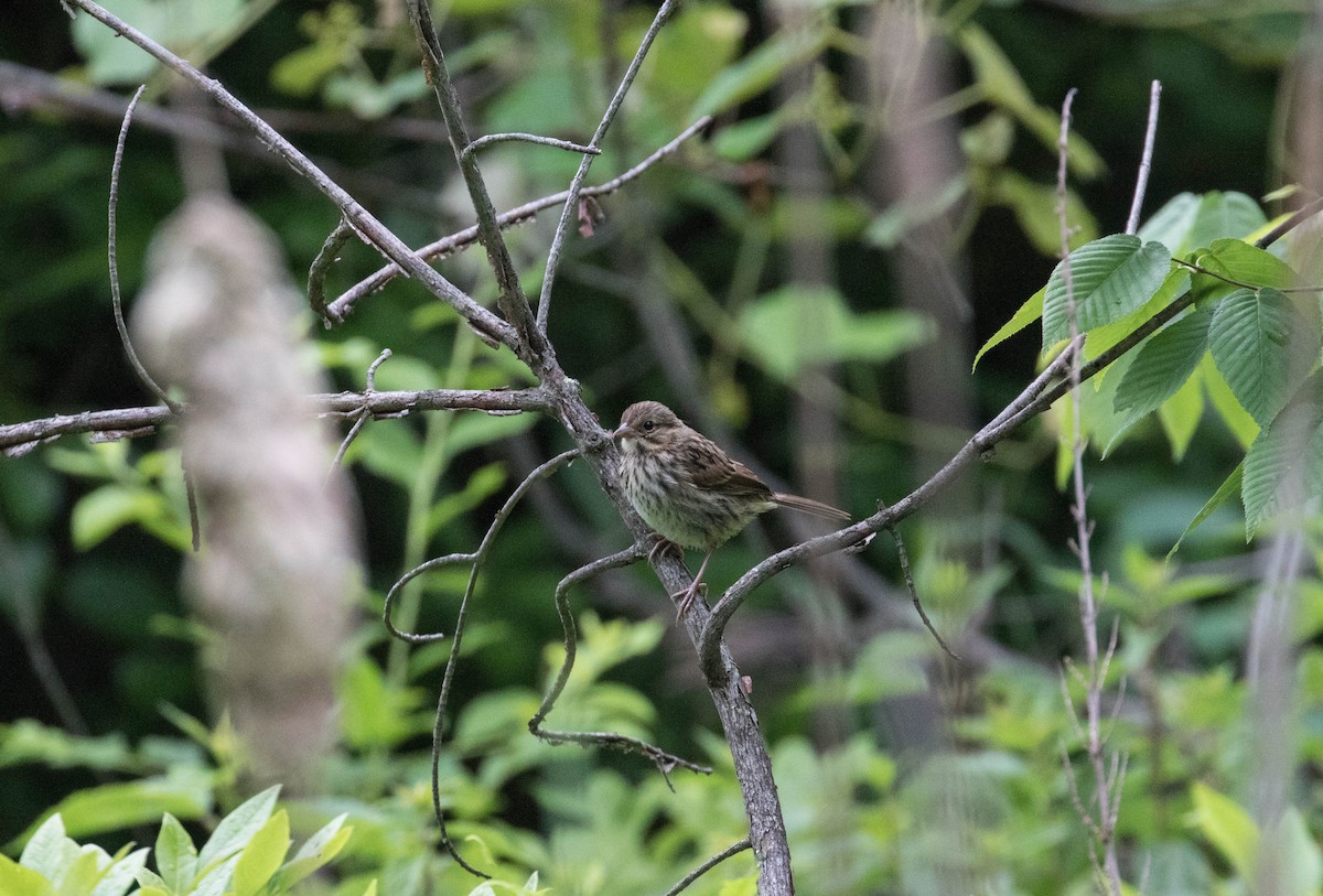 Song Sparrow - ML61320221