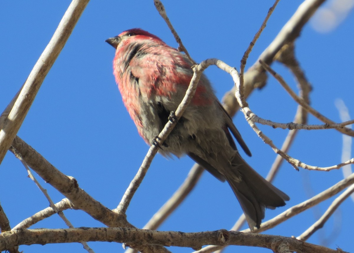 Pine Grosbeak - ML613202287