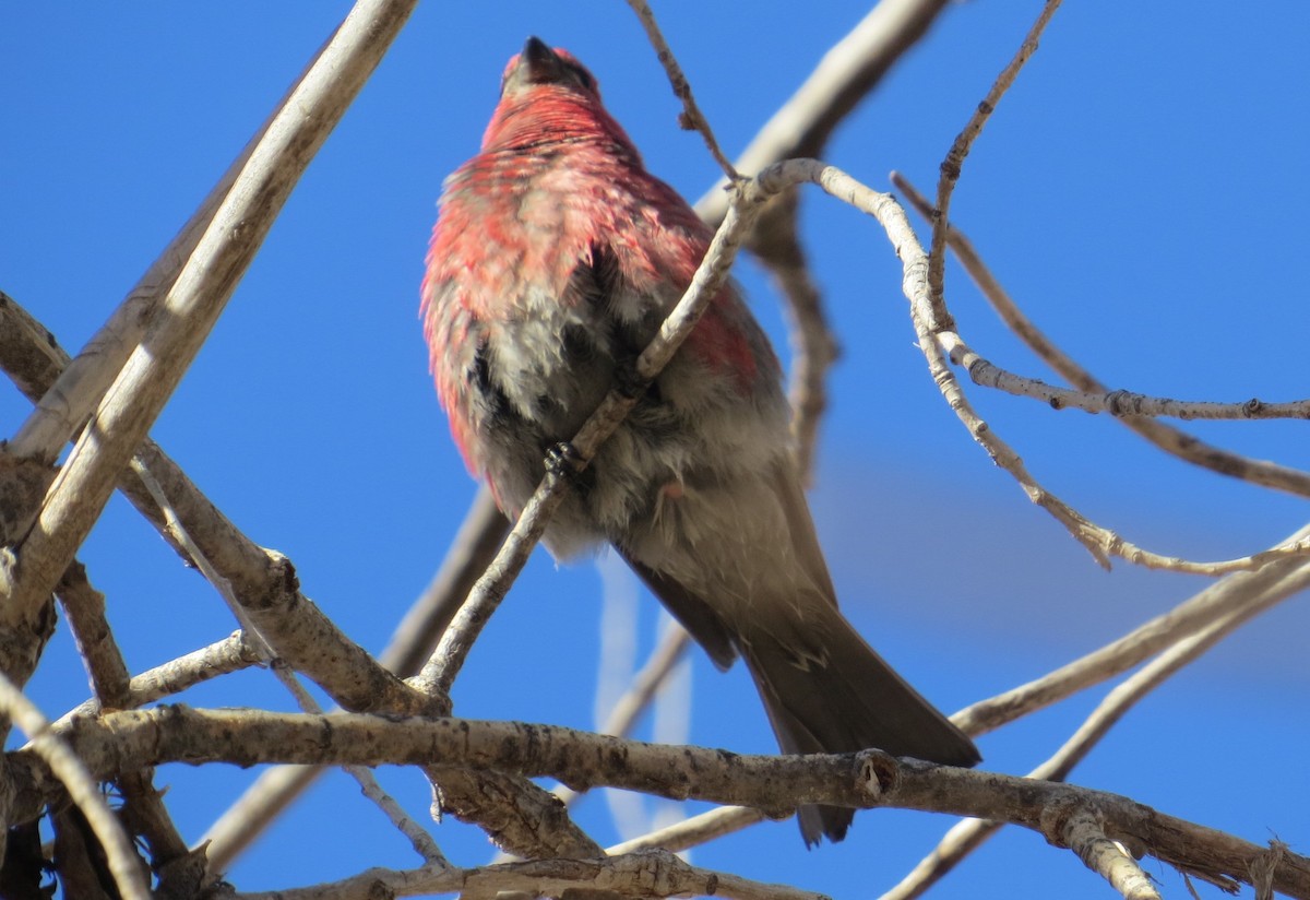 Pine Grosbeak - ML613202288