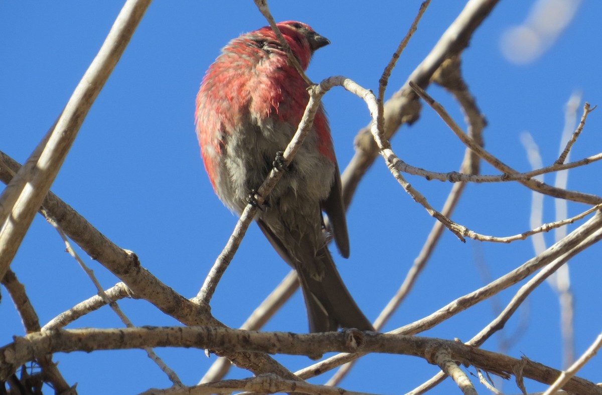 Pine Grosbeak - ML613202289