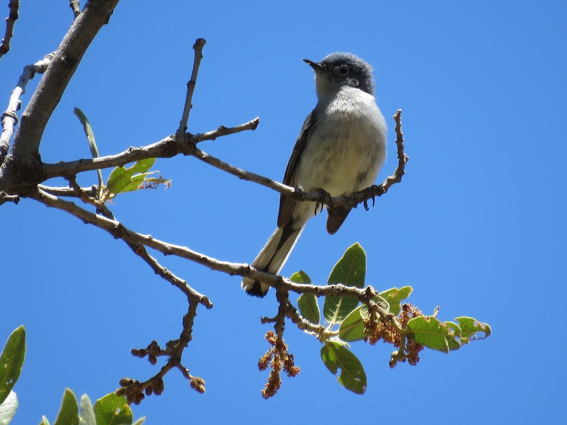 Blue-gray Gnatcatcher - ML61320231