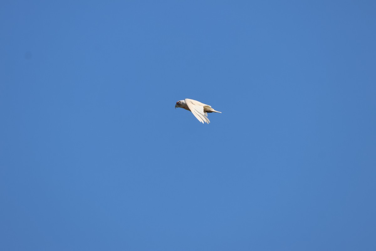 Long-billed Corella - ML613202319