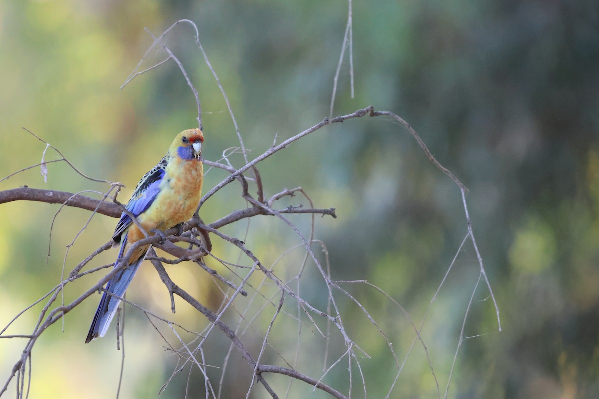 rødrosella (flaveolus) (gulrosella) - ML613202327