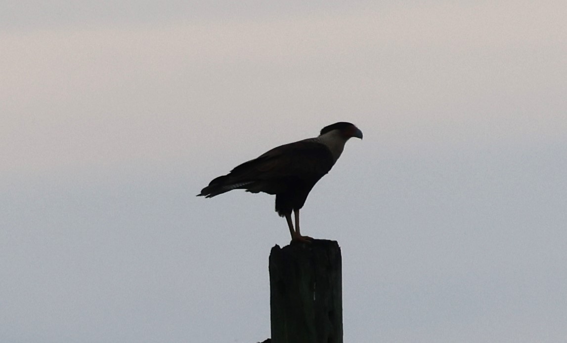 Caracara huppé - ML613202351