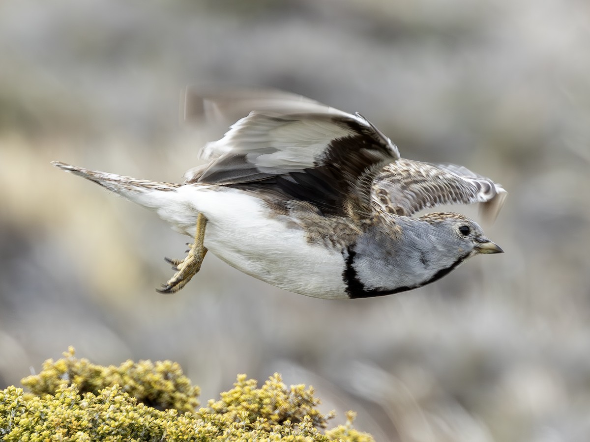 Least Seedsnipe - ML613202421