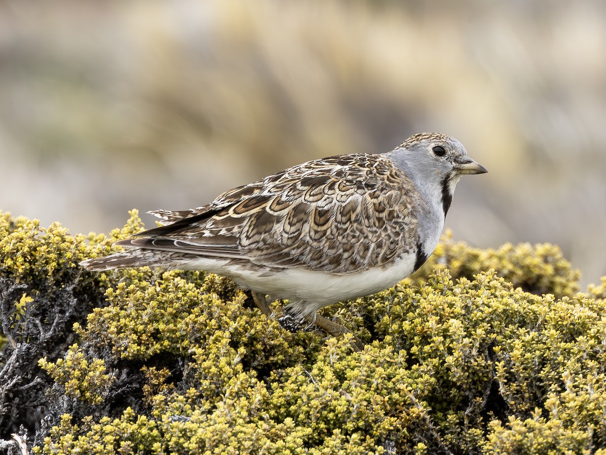 Least Seedsnipe - ML613202422