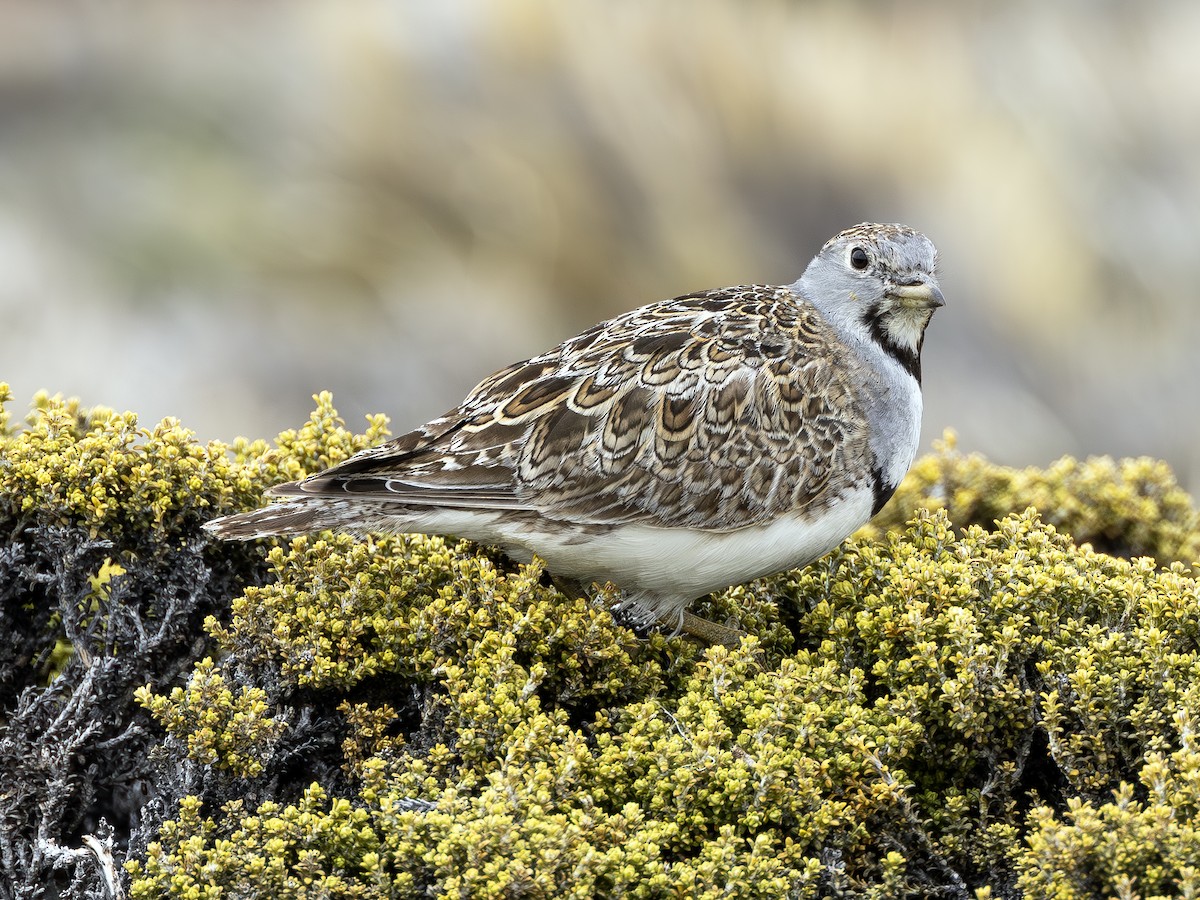 Least Seedsnipe - ML613202423